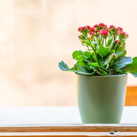 Barques 29 아파트 *